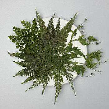 50 pcs Assorted Dried Pressed Flowers Leaves Adiantum Stenoloma Chusana