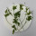 Cardiospermum Halicacabum