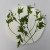 Cardiospermum Halicacabum