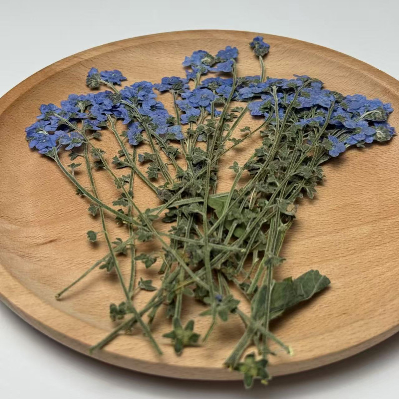 Dried Pressed Flowers Blue Forget-Me-Nots with Stem