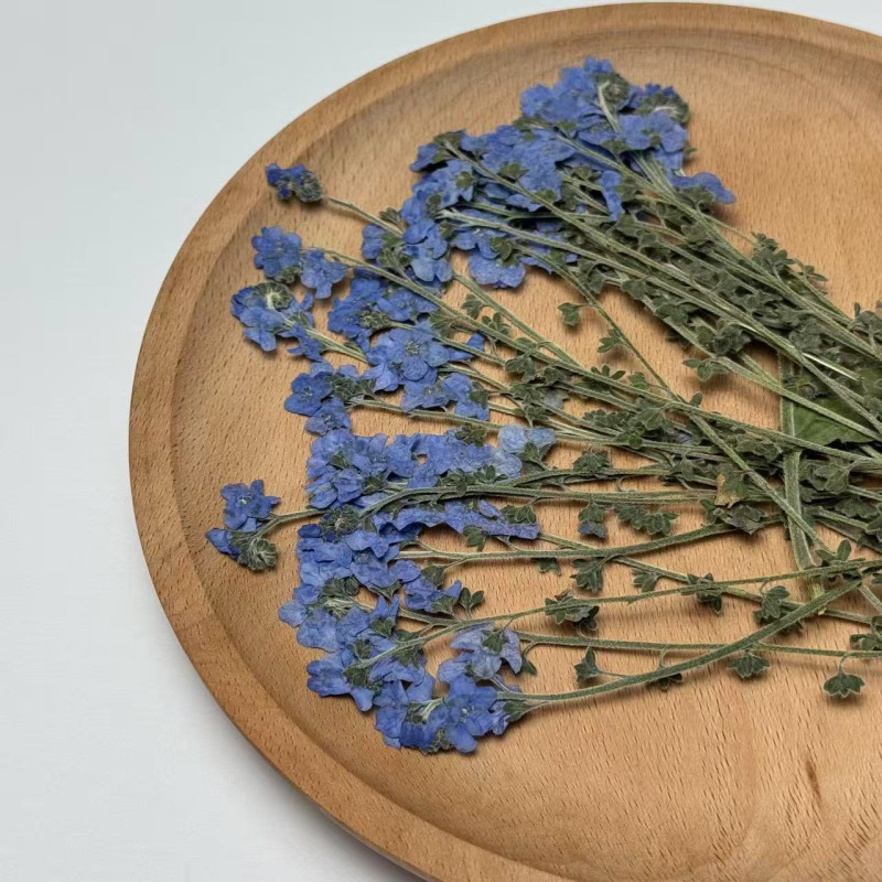 Dried Pressed Flowers Blue Forget-Me-Nots with Stem