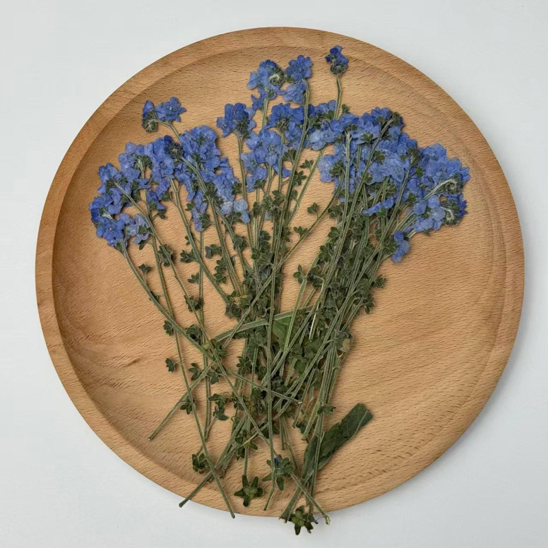 Dried Pressed Flowers Blue Forget-Me-Nots with Stem
