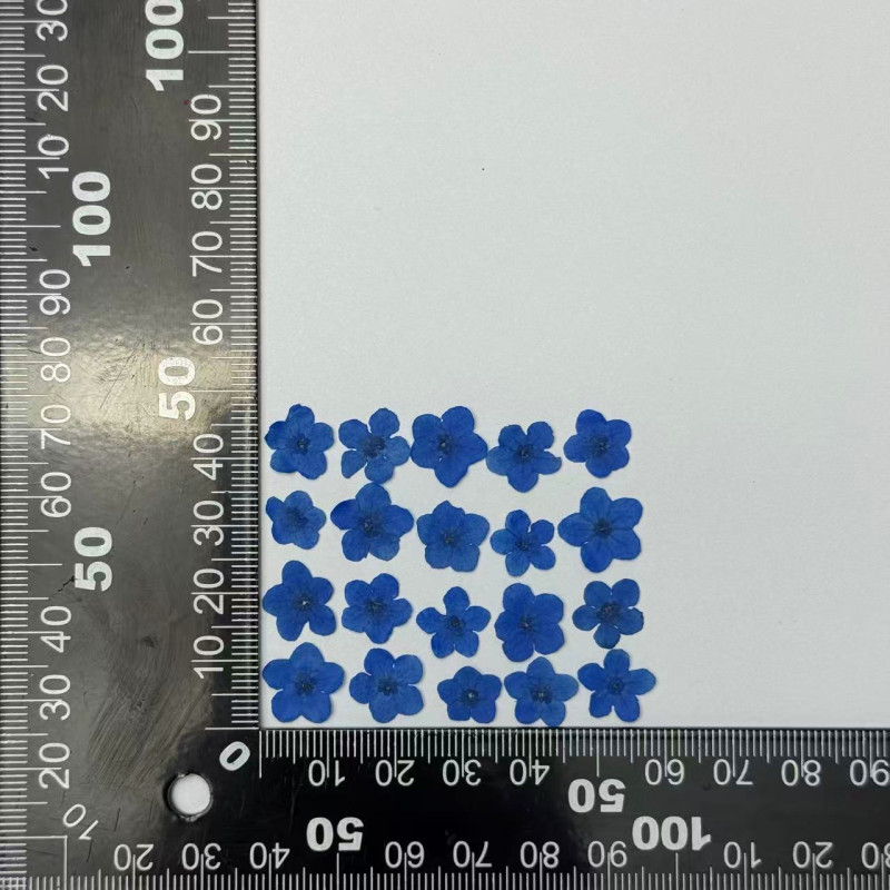 Dried Pressed Flowers Blue Forget-Me-Nots