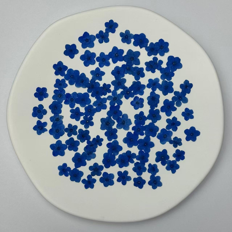 Dried Pressed Flowers Blue Forget-Me-Nots