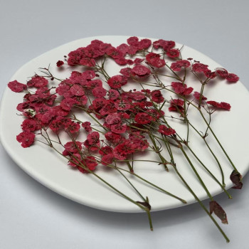 Dried Pressed Flowers White Red Babysbreath