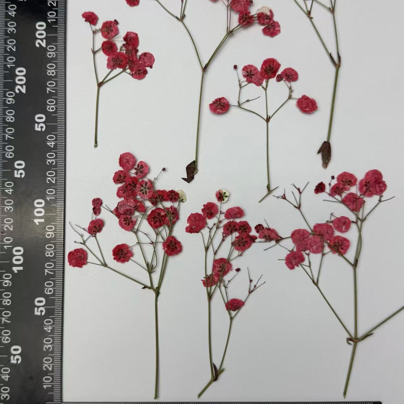 Dried Pressed Flowers White Red Babysbreath