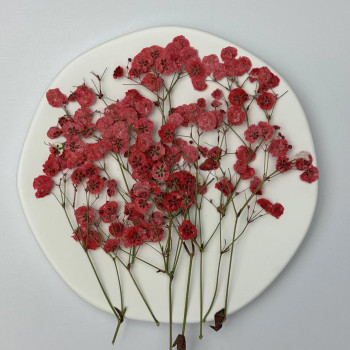 Dried Pressed Flowers White Red Babysbreath