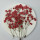 Babysbreath