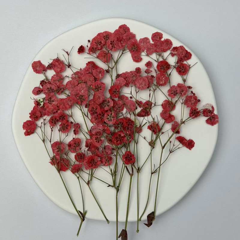 Dried Pressed Flowers White Red Babysbreath