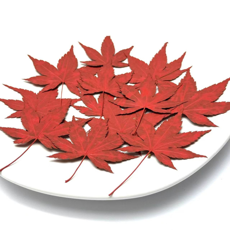 Dried Pressed Flowers Leaves Maple Leaf