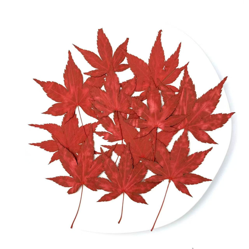 Dried Pressed Flowers Leaves Maple Leaf