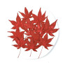 Dried Pressed Flowers Leaves Maple Leaf