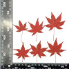 Dried Pressed Flowers Leaves Maple Leaf