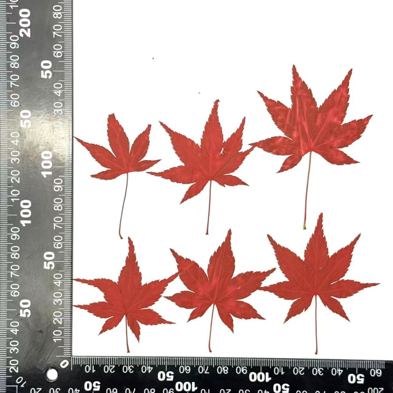 Dried Pressed Flowers Leaves Maple Leaf
