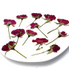 Dried Pressed Flowers Mini Rose with Stem