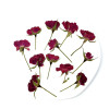 Dried Pressed Flowers Mini Rose with Stem
