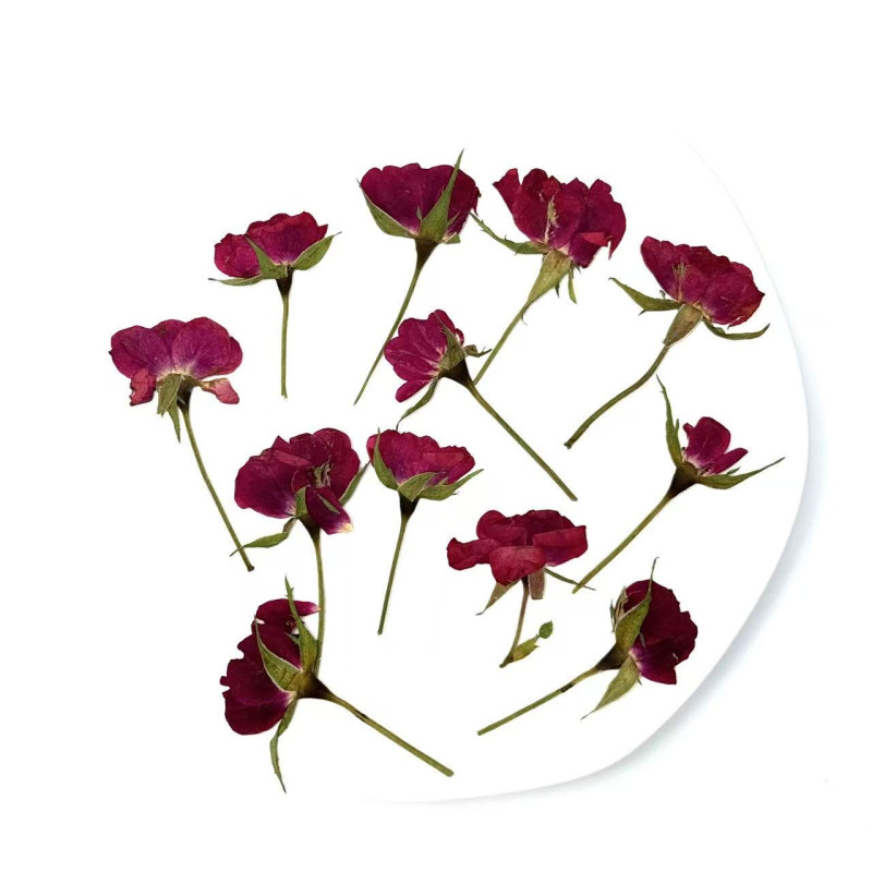 Dried Pressed Flowers Mini Rose with Stem