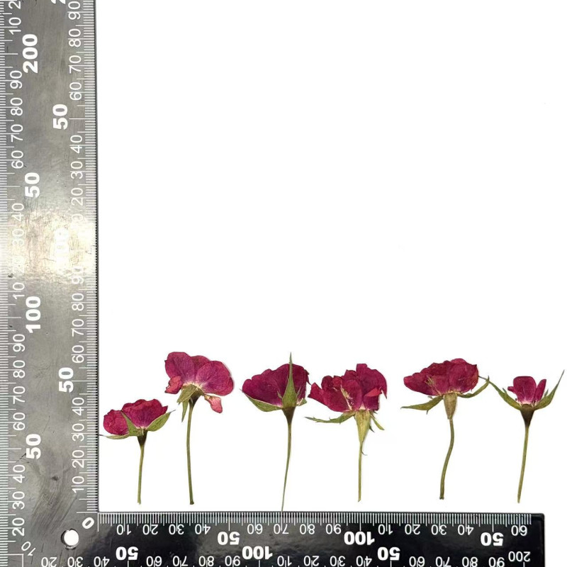 Dried Pressed Flowers Mini Rose with Stem