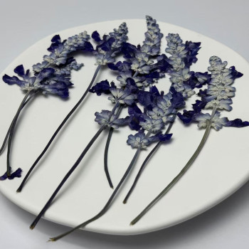 Dried Pressed Flowers Leaves Purple Salvia