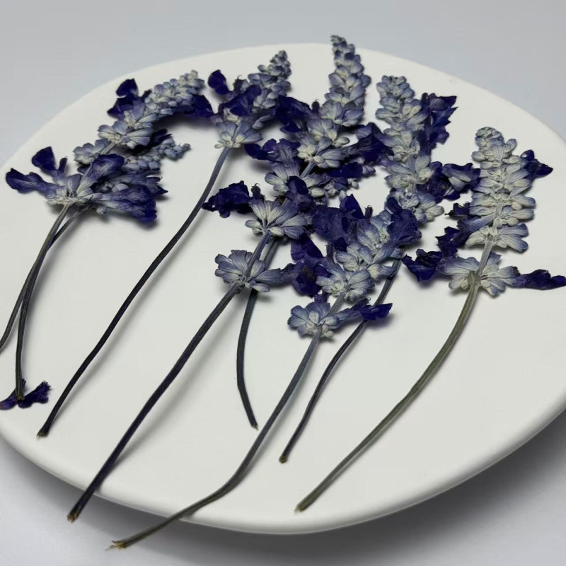 Dried Pressed Flowers Leaves Purple Salvia