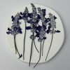 Dried Pressed Flowers Leaves Purple Salvia