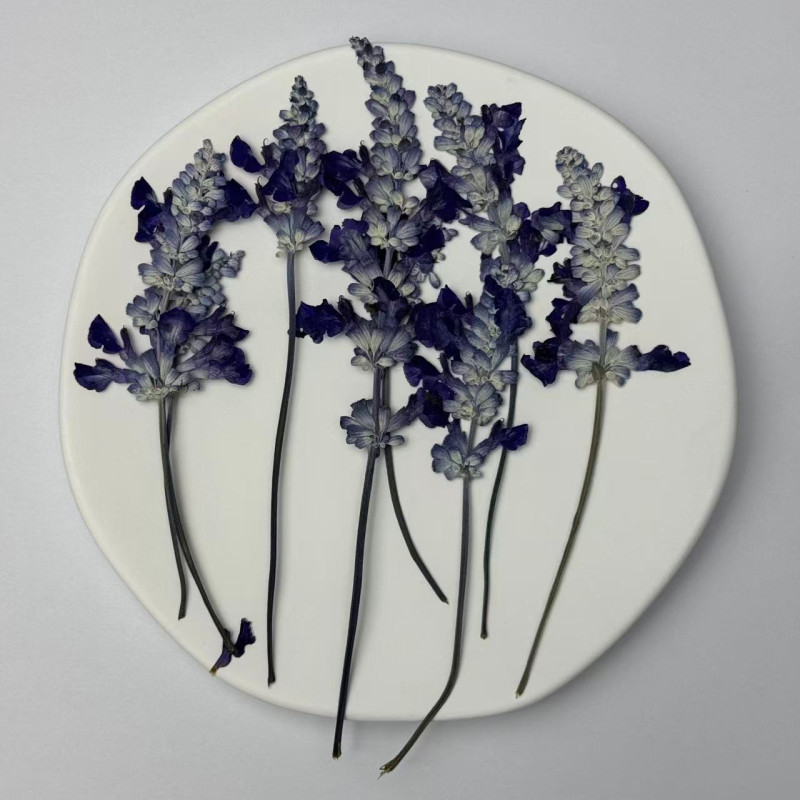 Dried Pressed Flowers Leaves Purple Salvia