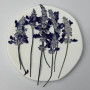 Dried Pressed Flowers Leaves Purple Salvia