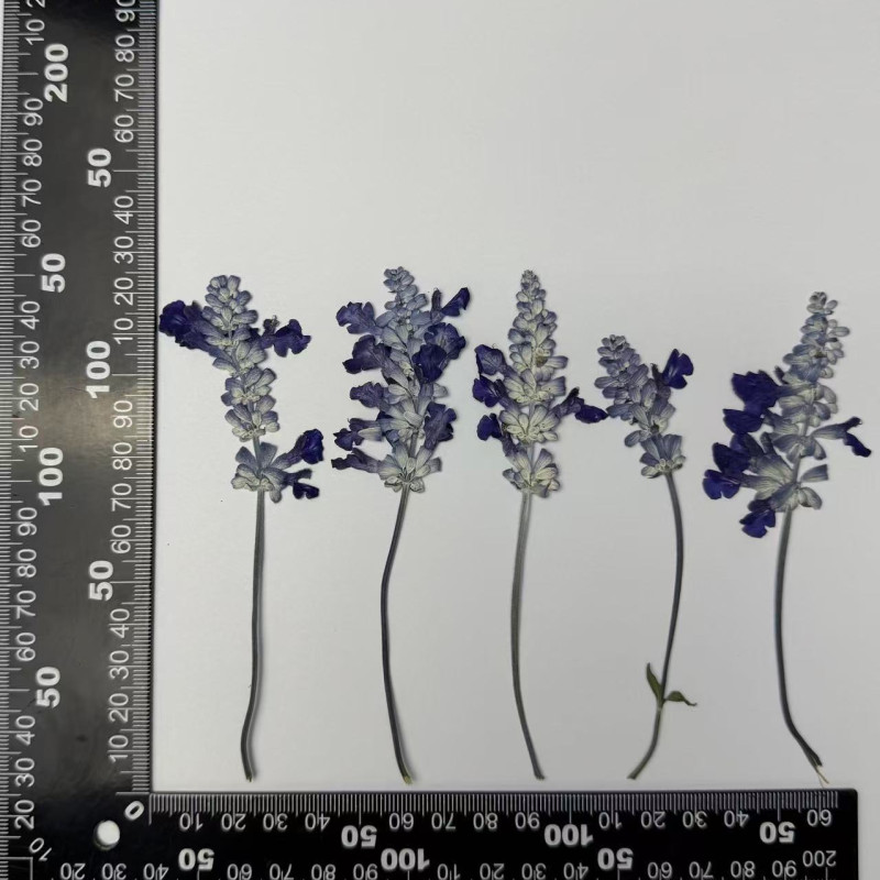 Dried Pressed Flowers Leaves Purple Salvia