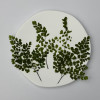 Dried Pressed Flowers Leaves Adiantum