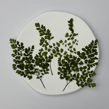 Dried Pressed Flowers Leaves Adiantum