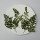 Adiantum