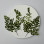 Dried Pressed Flowers Leaves Adiantum