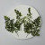 Adiantum