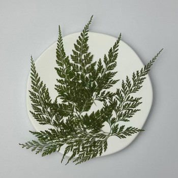 Dried Pressed Flowers Leaves Stenoloma Chusana