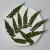 Hou Tui Fern