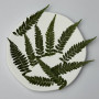 Dried Pressed Flowers Leaves Hou Tui Fern