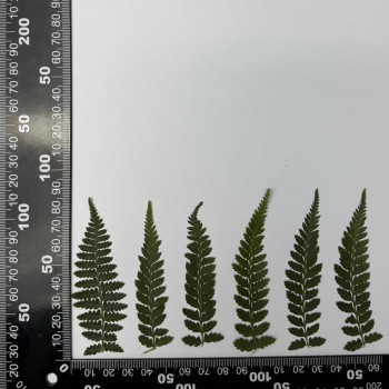 Dried Pressed Flowers Leaves Hou Tui Fern