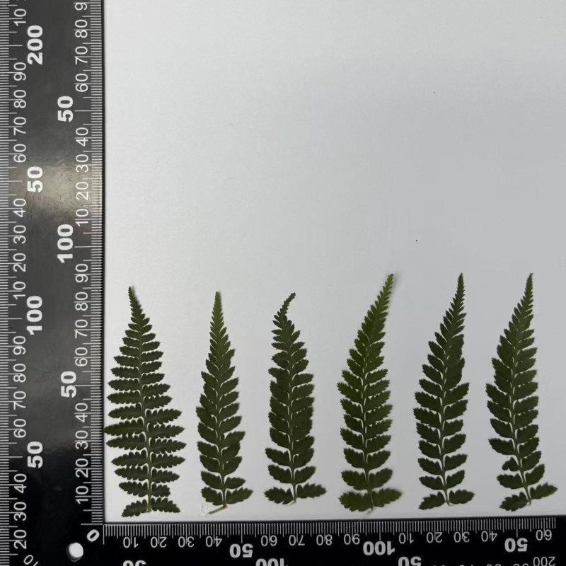 Dried Pressed Flowers Leaves Hou Tui Fern