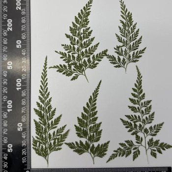 Dried Pressed Flowers Leaves Stenoloma Chusana