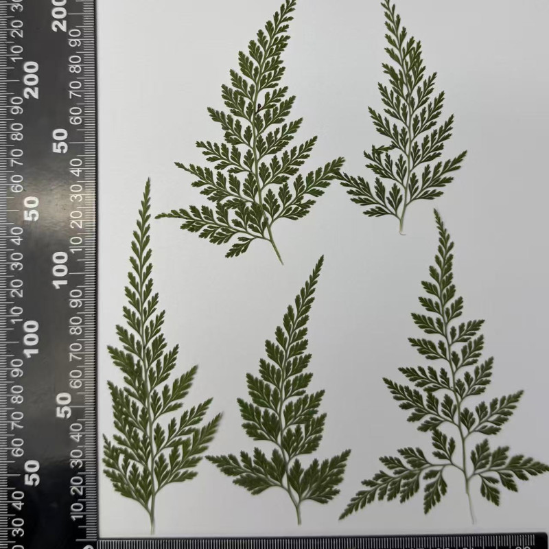 Dried Pressed Flowers Leaves Stenoloma Chusana