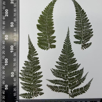 Dried Pressed Flowers Leaves Dauallia Bullata