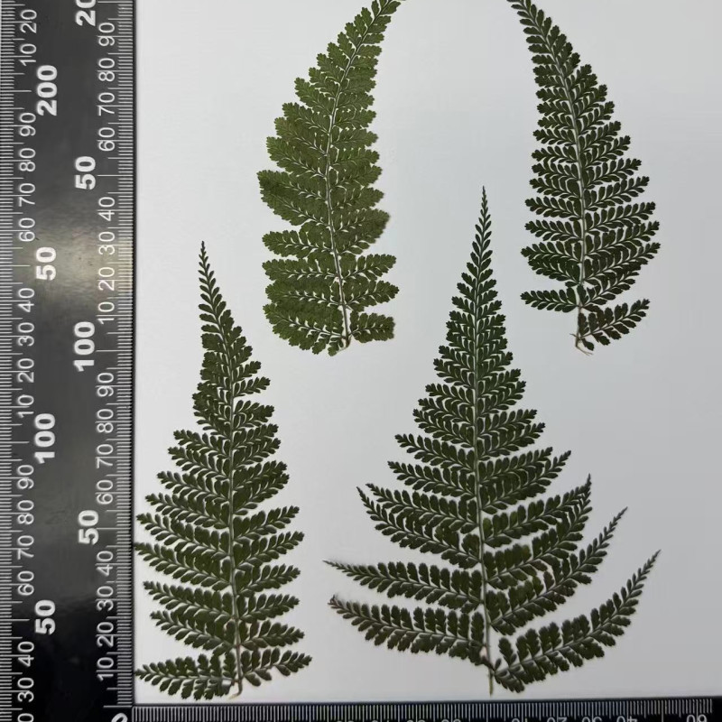 Dried Pressed Flowers Leaves Dauallia Bullata