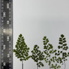 Dried Pressed Flowers Leaves Adiantum