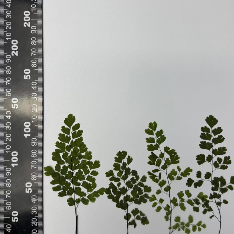 Dried Pressed Flowers Leaves Adiantum