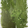 50 pcs Assorted Dried Pressed Flowers Leaves Adiantum Stenoloma Chusana