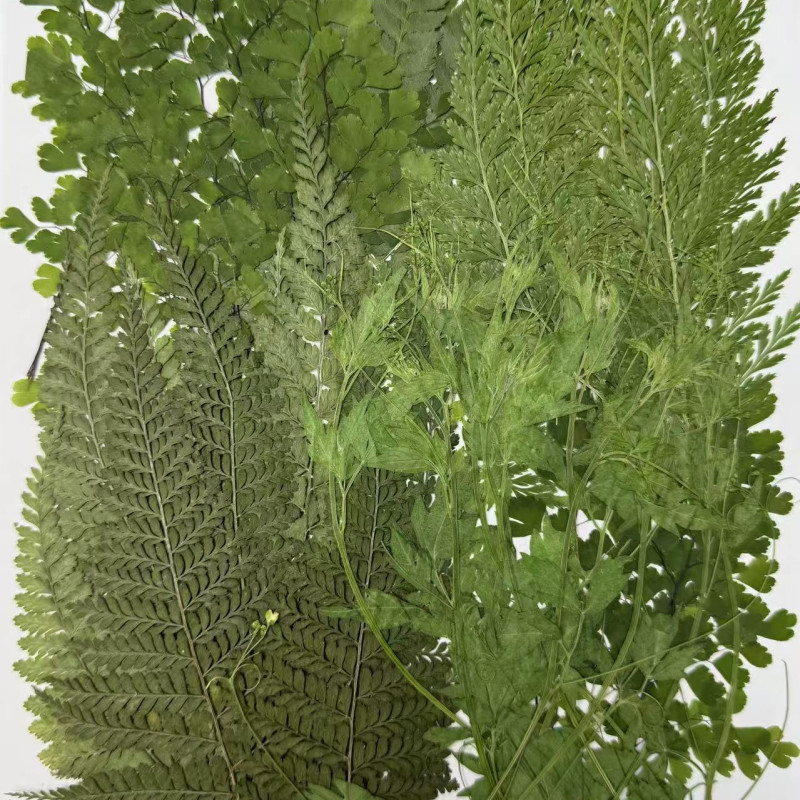 50 pcs Assorted Dried Pressed Flowers Leaves Adiantum Stenoloma Chusana