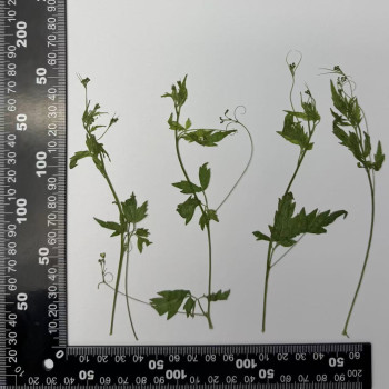 Dried Pressed Flowers Leaves Cardiospermum Halicacabum