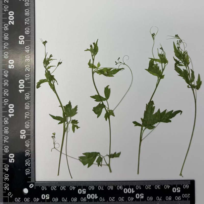 Dried Pressed Flowers Leaves Cardiospermum Halicacabum