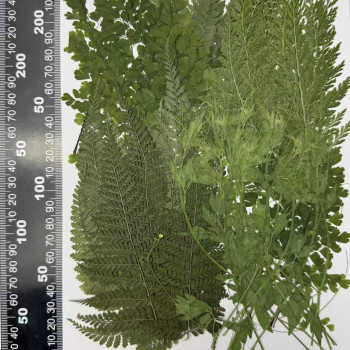 50 pcs Assorted Dried Pressed Flowers Leaves Adiantum Stenoloma Chusana