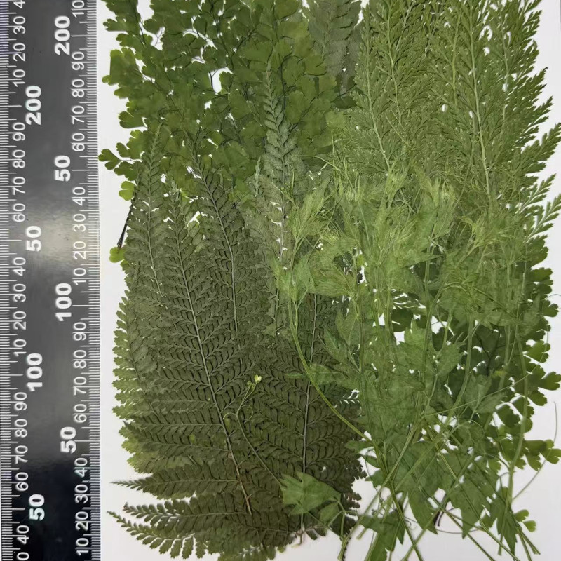 50 pcs Assorted Dried Pressed Flowers Leaves Adiantum Stenoloma Chusana